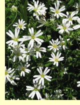Звездчатки (Stellaria) Звездчатки (Stellaria)